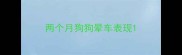 两个月狗狗晕车表现