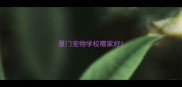 厦门宠物学校哪家好