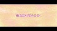 宠物都有哪些品种