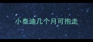 小泰迪几个月可抱走