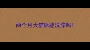 两个月大猫咪能洗澡吗