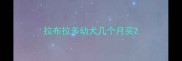拉布拉多幼犬几个月买
