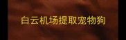 白云机场提取宠物狗