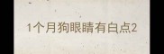 1个月狗眼睛有白点