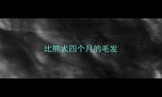 比熊犬四个月的毛发
