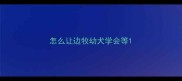 怎么让边牧幼犬学会等