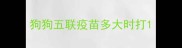 狗狗五联疫苗多大时打