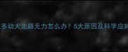 拉布拉多幼犬走路无力怎么办5大原因及科学应对指南