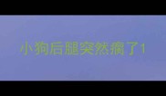 小狗后腿突然瘸了