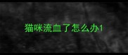 猫咪流血了怎么办