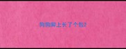狗狗脚上长了个包