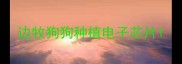 边牧狗狗种植电子芯片