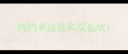 狗狗单血统和双血统