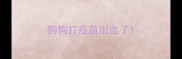 狗狗打疫苗出血了