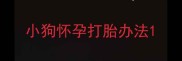小狗怀孕打胎办法