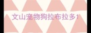 文山宠物狗拉布拉多
