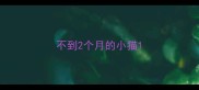 不到2个月的小猫