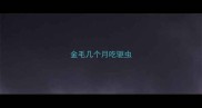金毛几个月吃驱虫