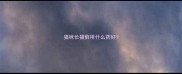 猫咪长猫藓用什么药好