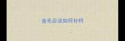 金毛应该如何补钙