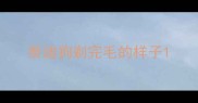 泰迪狗剃完毛的样子
