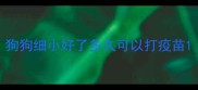 狗狗细小好了多久可以打疫苗