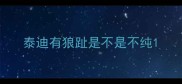 泰迪有狼趾是不是不纯