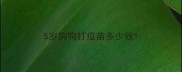 5岁狗狗打疫苗多少钱