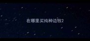 在哪里买纯种边牧