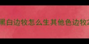 黑白边牧怎么生其他色边牧