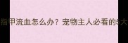 哈士奇跑丢后指甲流血怎么办宠物主人必看的5大应急处理指南