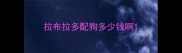 拉布拉多配狗多少钱啊