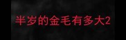 半岁的金毛有多大