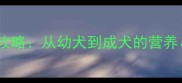 拉布拉多犬科学喂养全攻略从幼犬到成犬的营养训练与疾病预防指南