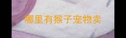哪里有猴子宠物卖