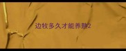 边牧多久才能养熟