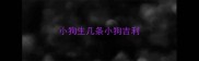 小狗生几条小狗吉利
