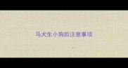 马犬生小狗后注意事项