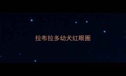 拉布拉多幼犬红眼圈