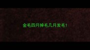 金毛四月掉毛几月发毛