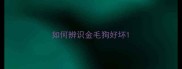 如何辨识金毛狗好坏