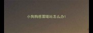 小狗狗感冒呕吐怎么办