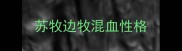 苏牧边牧混血性格