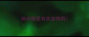 徐州哪里有卖宠物狗