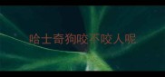 哈士奇狗咬不咬人呢