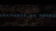 边境牧羊犬3个月换牙全症状护理与常见误区