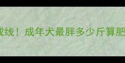 拉布拉多体重警戒线成年犬最胖多少斤算肥胖科学喂养指南