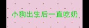 小狗出生后一直吃奶