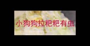 小狗狗拉粑粑有虫