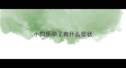 小狗怀孕了有什么症状